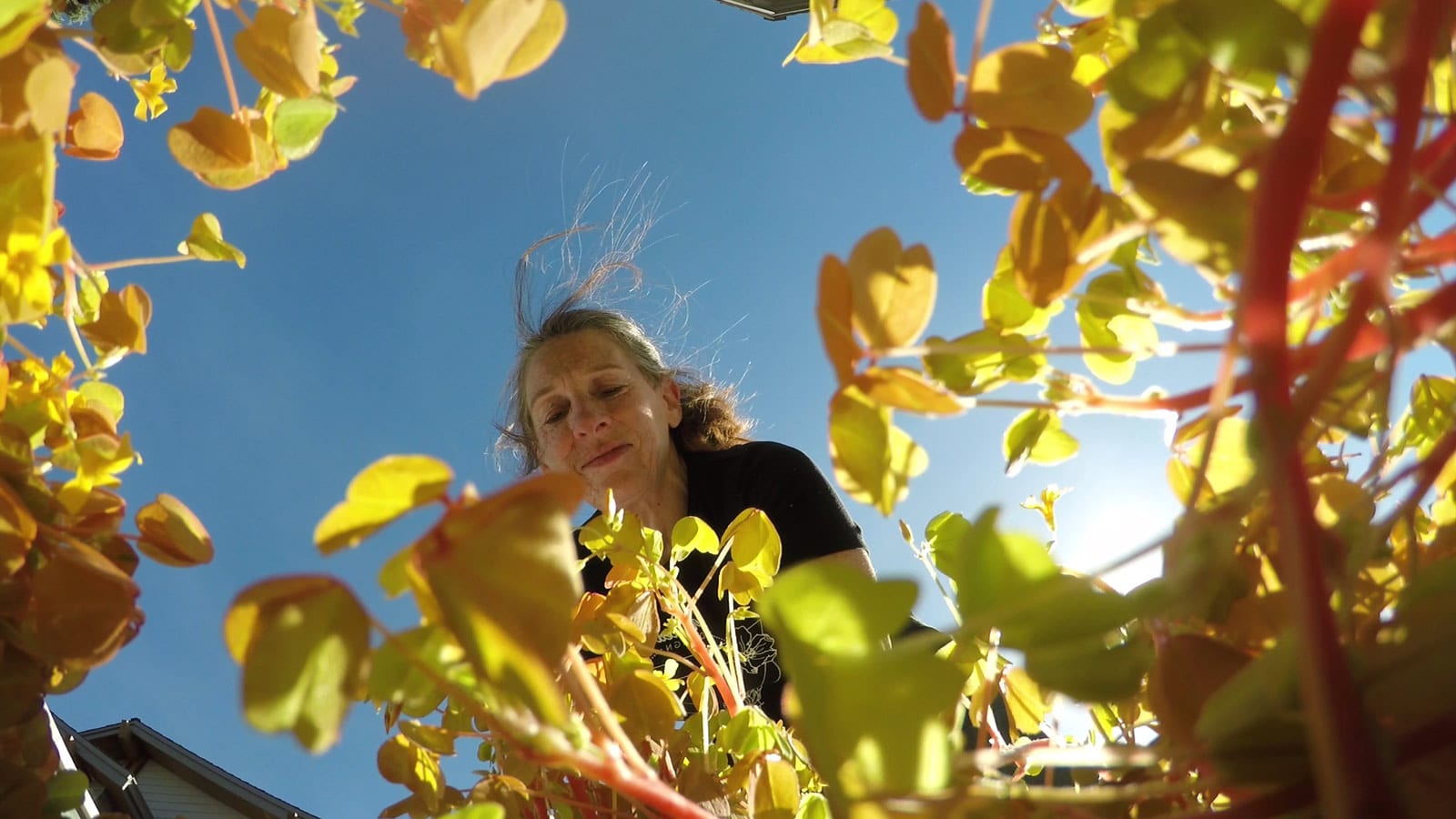 Percepto_planteddesign_pleasanton_flowers